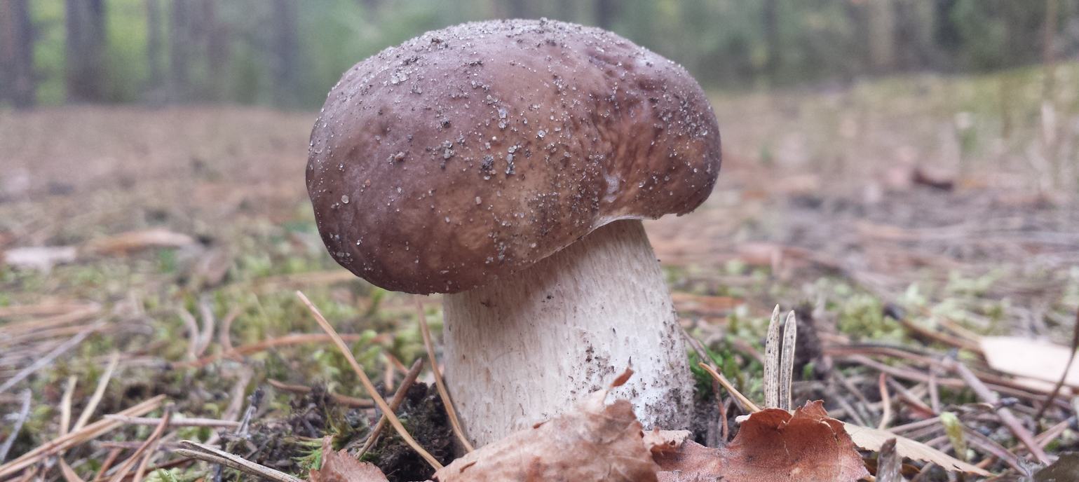 Wiosna Gmina Gródek