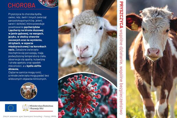 Ulotka informacyjna dotycząca pryszczycy (FMD)