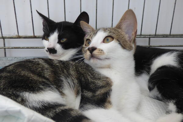 Kotki polecają się do adopcji