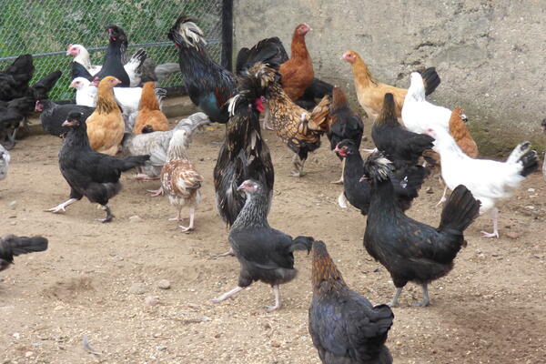 UWAGA ROLNICY I HODOWCY! ZAKUP DROBIU Z NIEZIDENTYFIKOWANYCH ŹRÓDEŁ W INTERNECIE MOŻE GROZIĆ ZAWLECZENIEM CHORÓB I SANKCJAMI